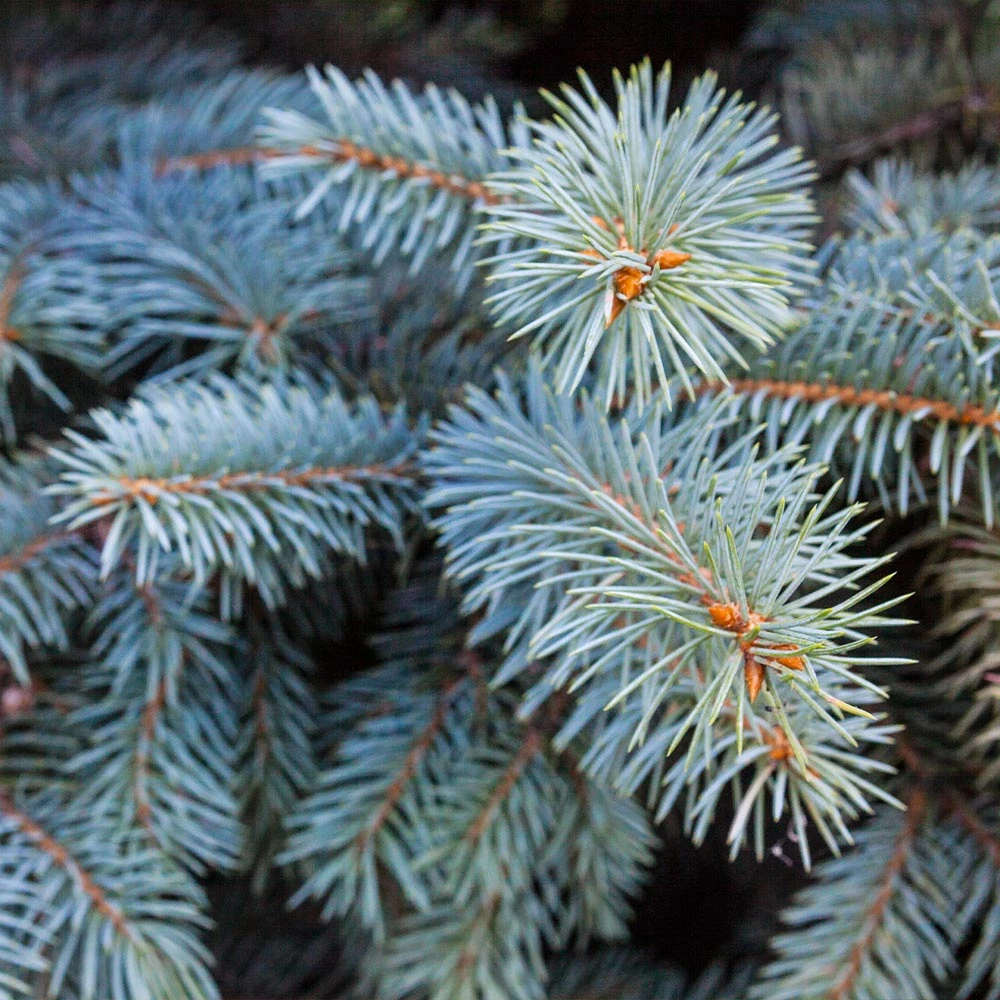 Brighter Blooms Evergreen & Privacy Colorado Blue Spruce Tree 5 Brighter Blooms Evergreen & Privacy Colorado Blue Spruce Tree