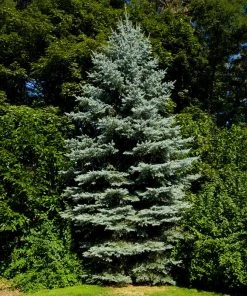 Brighter Blooms Evergreen & Privacy Colorado Blue Spruce Tree 7 Brighter Blooms Evergreen & Privacy Colorado Blue Spruce Tree