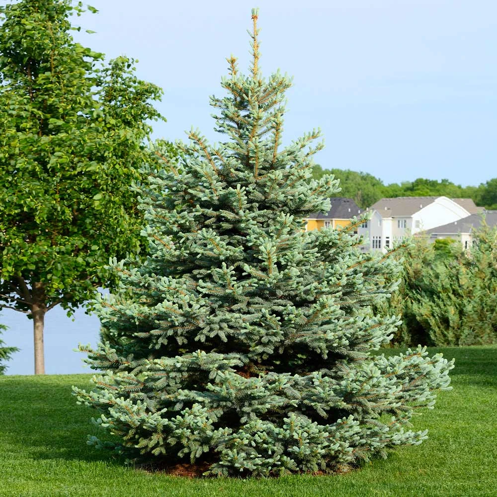 Brighter Blooms Evergreen & Privacy Colorado Blue Spruce Tree 2 Brighter Blooms Evergreen & Privacy Colorado Blue Spruce Tree