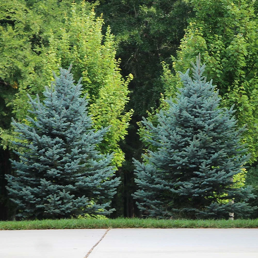 Brighter Blooms Evergreen & Privacy Colorado Blue Spruce Tree 4 Brighter Blooms Evergreen & Privacy Colorado Blue Spruce Tree