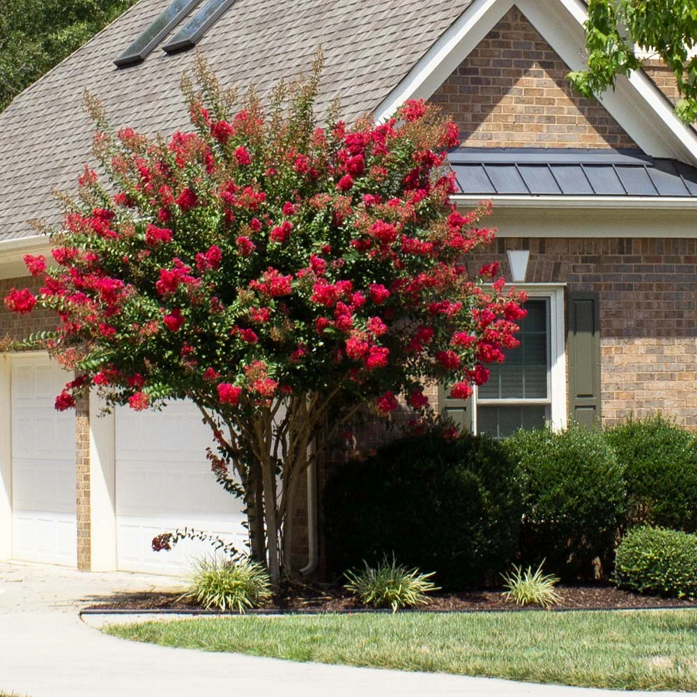 Brighter Blooms Flowering Trees Colorama™ Scarlet Crape Myrtle 3 Brighter Blooms Flowering Trees Colorama™ Scarlet Crape Myrtle
