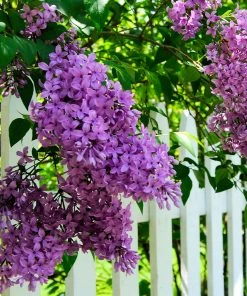 Brighter Blooms Shrubs & Hedges Common Purple Lilac Plant 5 Brighter Blooms Shrubs & Hedges Common Purple Lilac Plant