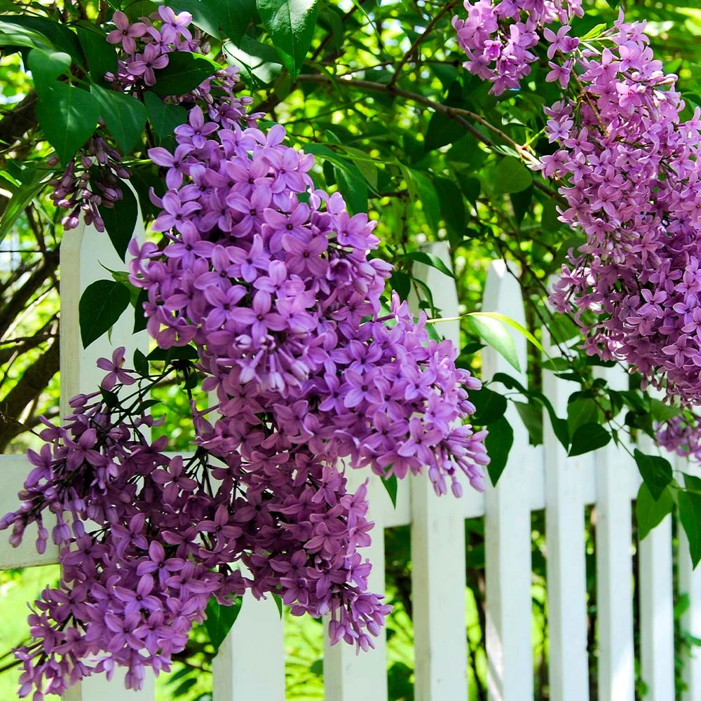 Brighter Blooms Shrubs & Hedges Common Purple Lilac Plant 3 Brighter Blooms Shrubs & Hedges Common Purple Lilac Plant
