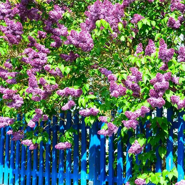 Brighter Blooms Shrubs & Hedges Common Purple Lilac Plant 1 Brighter Blooms Shrubs & Hedges Common Purple Lilac Plant