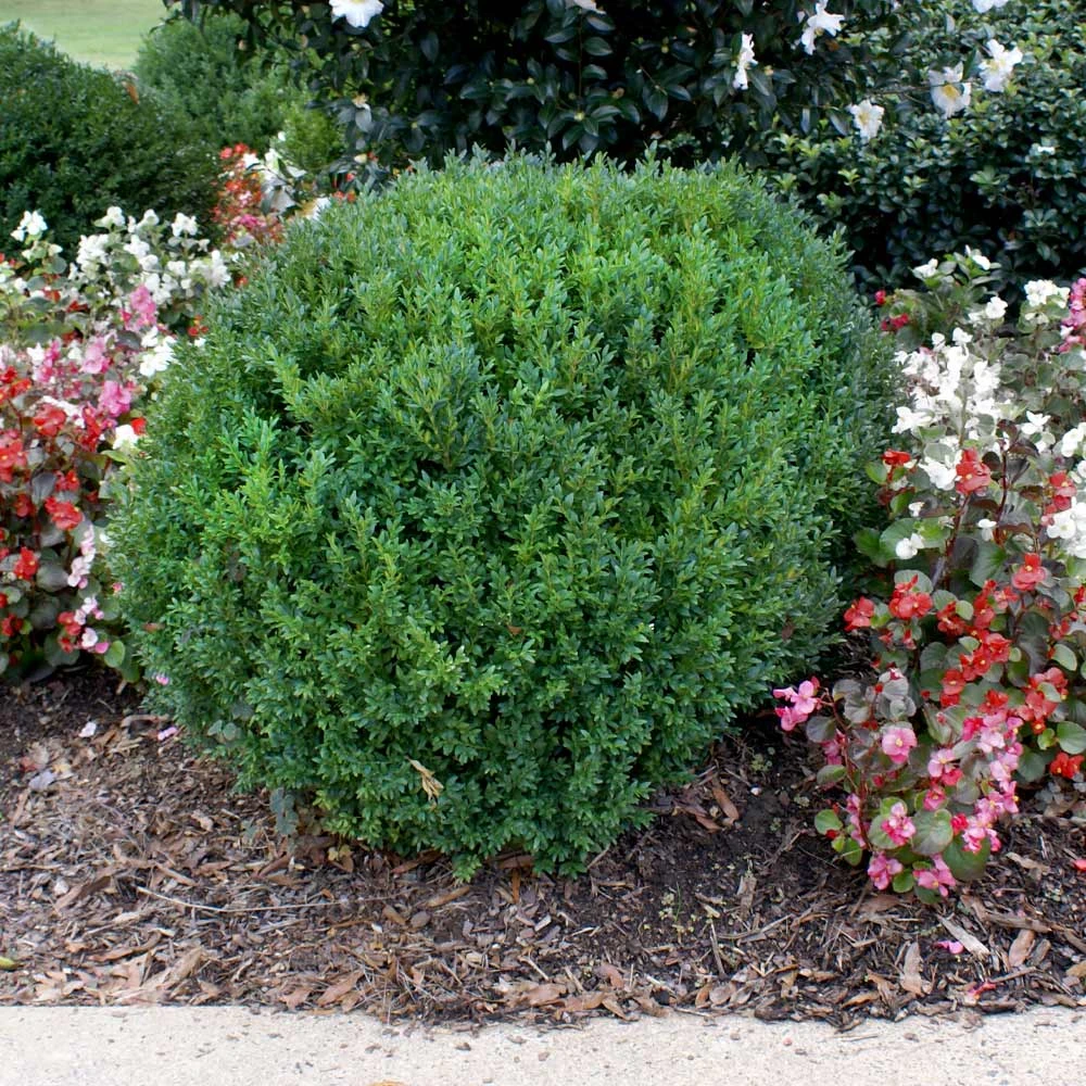Brighter Blooms Shrubs & Hedges Compacta Japanese Holly Shrub 2 Brighter Blooms Shrubs & Hedges Compacta Japanese Holly Shrub