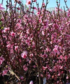 Brighter Blooms Fruit Trees Contender Peach Tree 6 Brighter Blooms Fruit Trees Contender Peach Tree