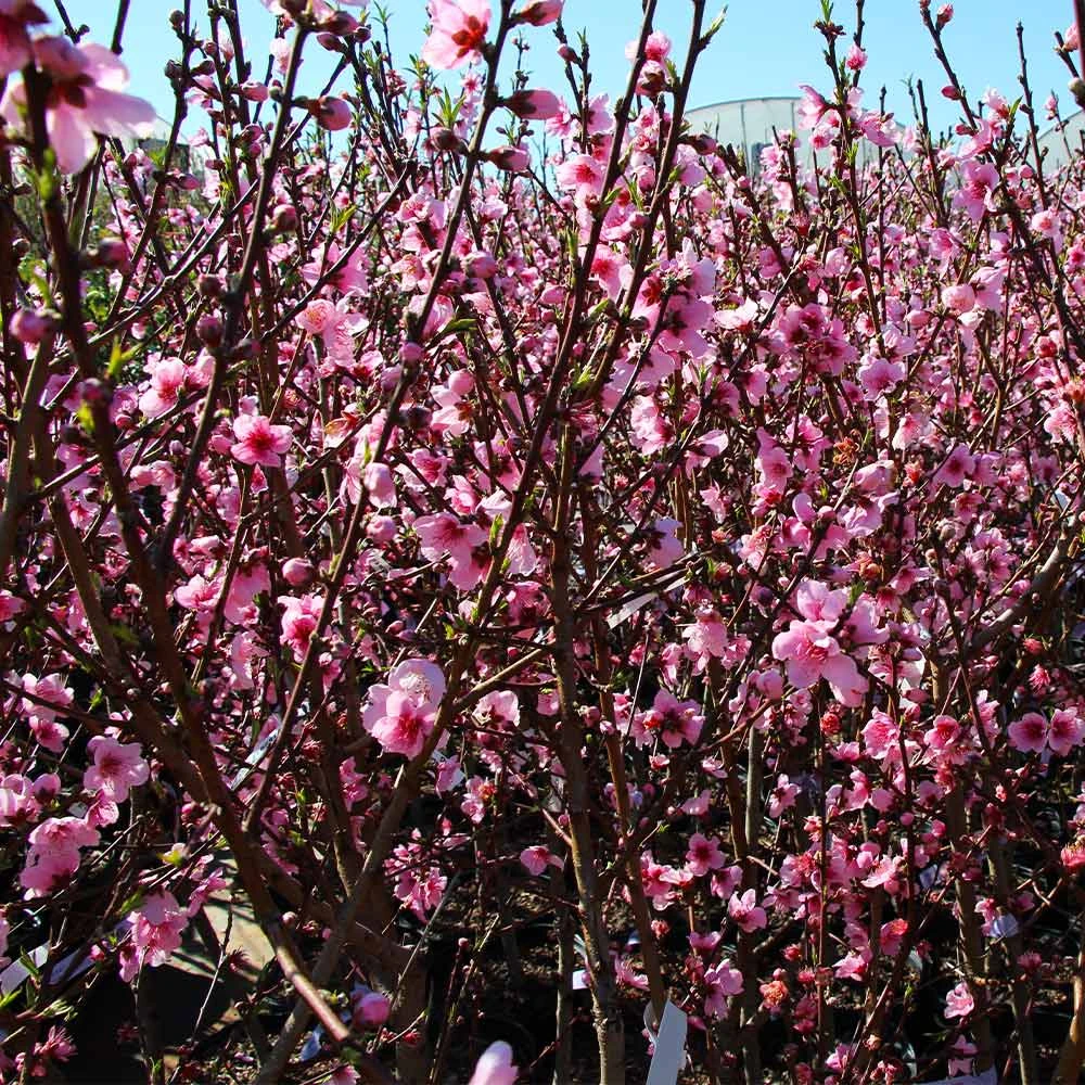 Brighter Blooms Fruit Trees Contender Peach Tree 3 Brighter Blooms Fruit Trees Contender Peach Tree