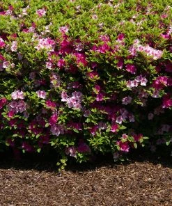 Brighter Blooms Shrubs & Hedges Conversation Piece Azalea Shrub 7 Brighter Blooms Shrubs & Hedges Conversation Piece Azalea Shrub