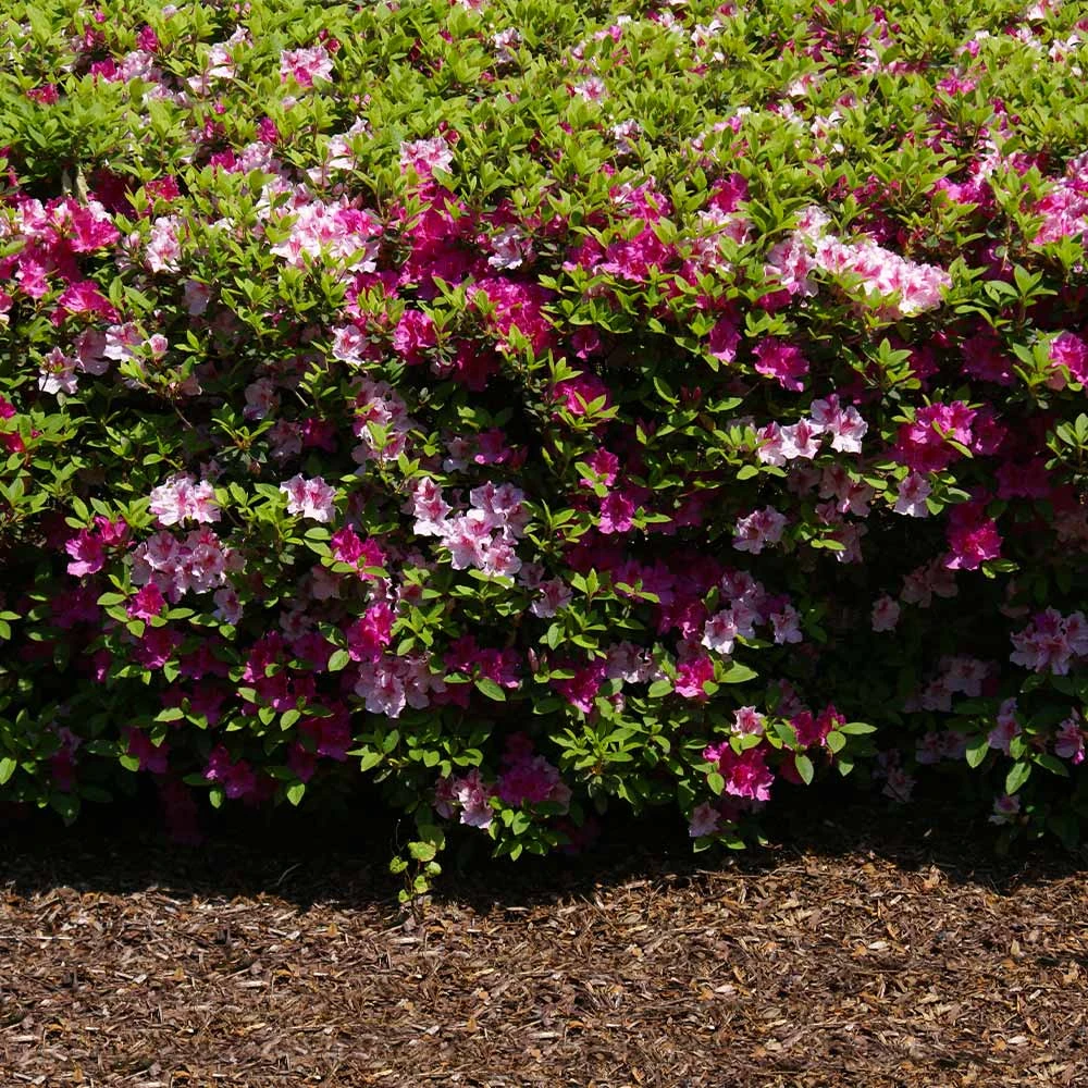Brighter Blooms Shrubs & Hedges Conversation Piece Azalea Shrub 4 Brighter Blooms Shrubs & Hedges Conversation Piece Azalea Shrub