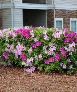 Brighter Blooms Shrubs & Hedges Conversation Piece Azalea Shrub 6 Brighter Blooms Shrubs & Hedges Conversation Piece Azalea Shrub