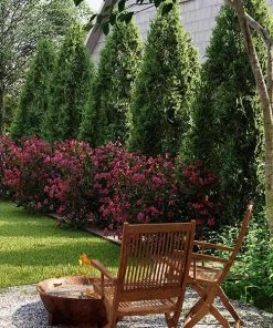 Brighter Blooms Cool-Climate Privacy Kit Evergreen & Privacy