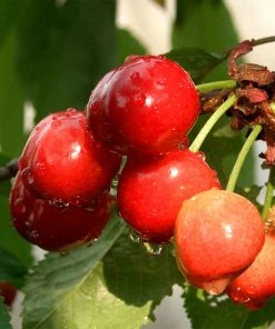 Brighter Blooms Coral Champagne Cherry Tree Cherry Trees