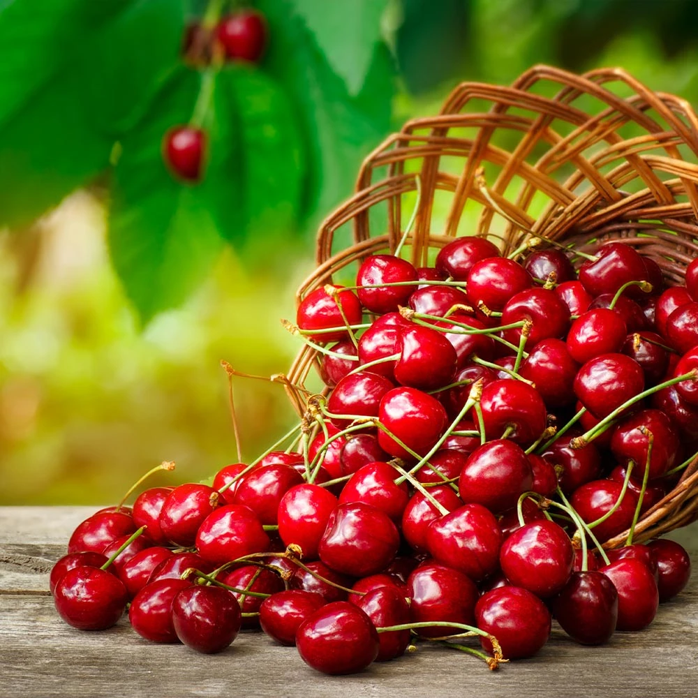 Brighter Blooms Coral Champagne Cherry Tree Cherry Trees 3 Brighter Blooms Coral Champagne Cherry Tree Cherry Trees