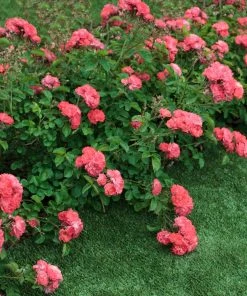Brighter Blooms Coral Drift® Rose Roses 5 Brighter Blooms Coral Drift® Rose Roses