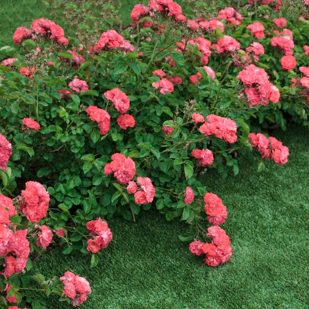Brighter Blooms Coral Drift® Rose Roses 3 Brighter Blooms Coral Drift® Rose Roses