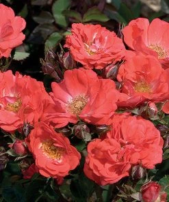 Brighter Blooms Coral DriftĀ® Rose Roses