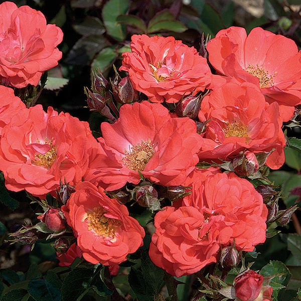 Brighter Blooms Coral Drift® Rose Roses 1 Brighter Blooms Coral Drift® Rose Roses