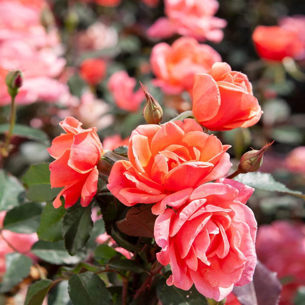 Brighter Blooms Roses Coral Knock Out® Rose Shrub 3 Brighter Blooms Roses Coral Knock Out® Rose Shrub