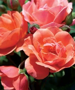 Brighter Blooms Roses Coral Knock Out® Rose Shrub