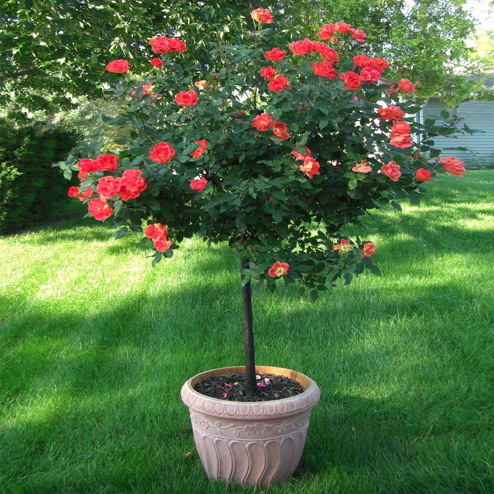 Brighter Blooms Coral Knock Out® Rose Tree 2 Brighter Blooms Coral Knock Out® Rose Tree