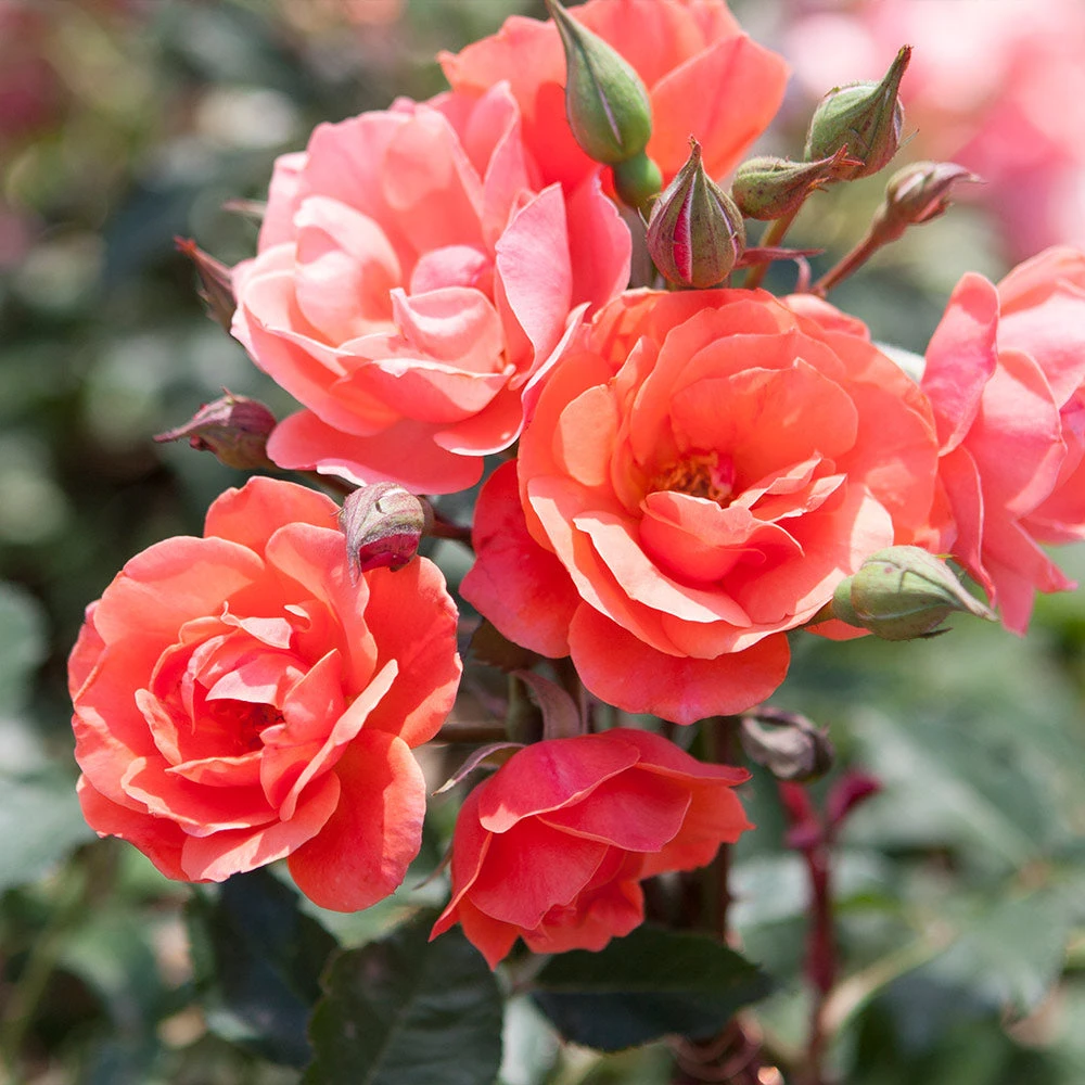 Brighter Blooms Coral Knock Out® Rose Tree 3 Brighter Blooms Coral Knock Out® Rose Tree