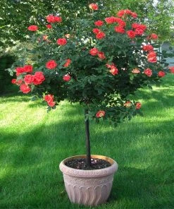 Brighter Blooms Coral Knock OutĀ® Rose Tree