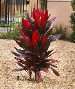 Brighter Blooms Hawaiian Ti Plant