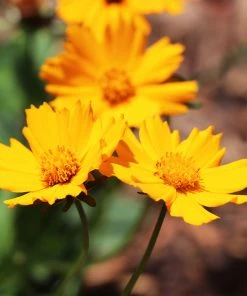Brighter Blooms Nana Coreopsis (Tickseed) Plant Perennials 5 Brighter Blooms Nana Coreopsis (Tickseed) Plant Perennials