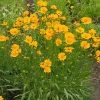 Brighter Blooms Nana Coreopsis (Tickseed) Plant Perennials