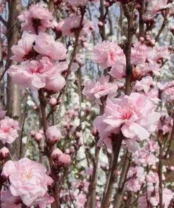 Brighter Blooms Corinthian Rose Double Flowering Peach Tree Flowering Trees