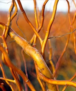 Brighter Blooms Corkscrew Willow Tree Arborvitae Trees 9 Brighter Blooms Corkscrew Willow Tree Arborvitae Trees
