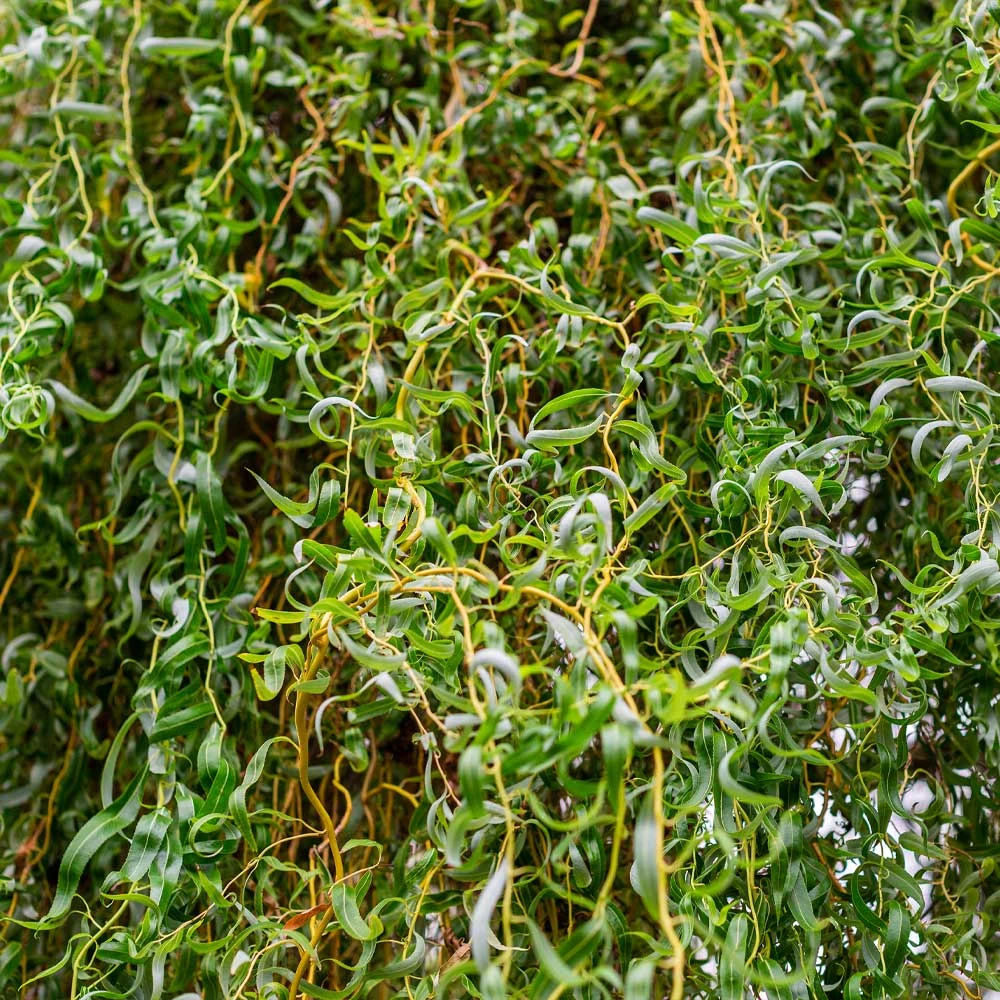 Brighter Blooms Corkscrew Willow Tree Arborvitae Trees 2 Brighter Blooms Corkscrew Willow Tree Arborvitae Trees