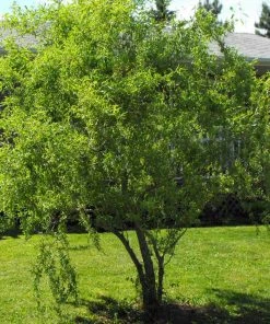Brighter Blooms Corkscrew Willow Tree Arborvitae Trees 7 Brighter Blooms Corkscrew Willow Tree Arborvitae Trees