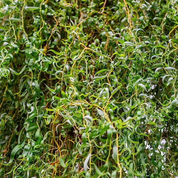 Brighter Blooms Corkscrew Willow Tree Arborvitae Trees 1 Brighter Blooms Corkscrew Willow Tree Arborvitae Trees