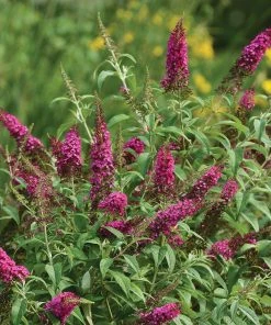 Brighter Blooms CranRazz™ Butterfly Bush (Tree Form)