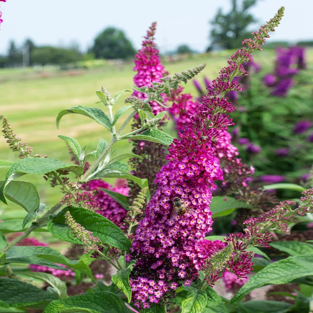 Brighter Blooms CranRazz™ Butterfly Bush (Tree Form) 3 Brighter Blooms CranRazz™ Butterfly Bush (Tree Form)