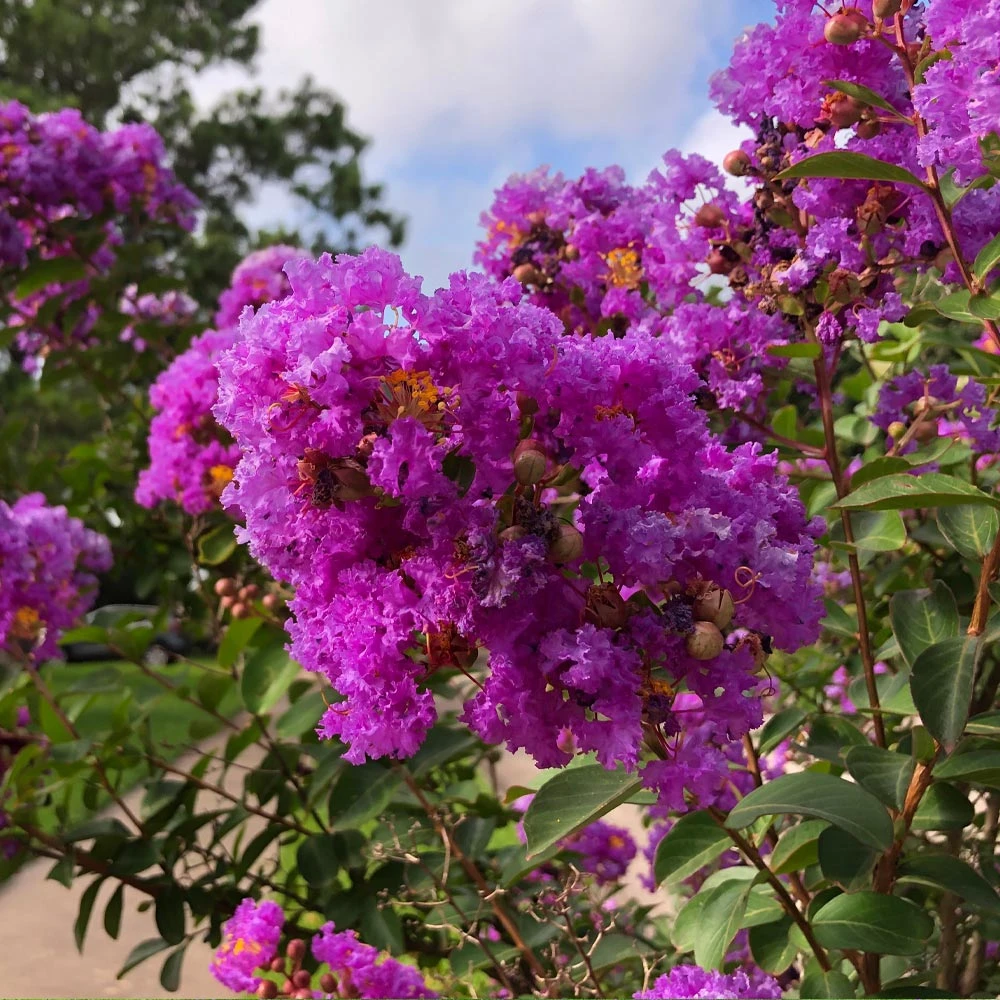 Brighter Blooms Twilight Crape Myrtle Tree Flowering Trees 4 Brighter Blooms Twilight Crape Myrtle Tree Flowering Trees