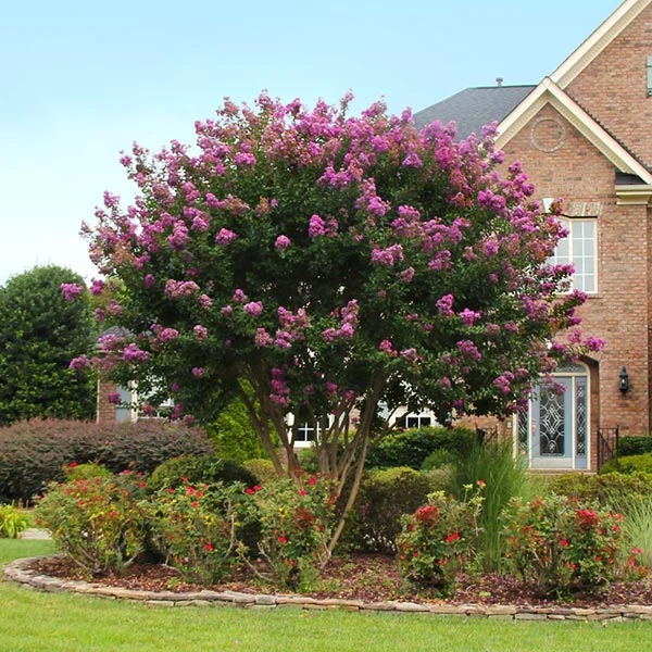 Brighter Blooms Twilight Crape Myrtle Tree Flowering Trees 1 Brighter Blooms Twilight Crape Myrtle Tree Flowering Trees