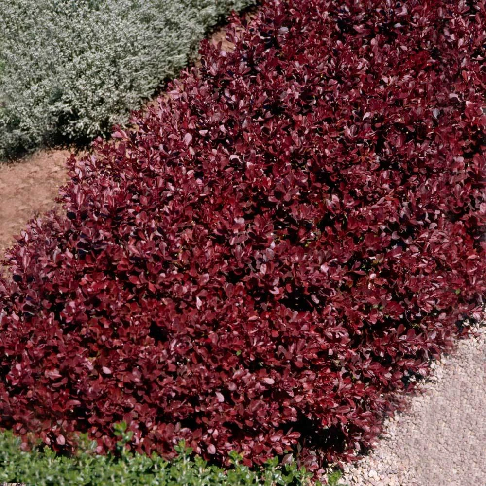 Brighter Blooms Crimson Pygmy Barberry Shrub Shrubs & Hedges 3 Brighter Blooms Crimson Pygmy Barberry Shrub Shrubs & Hedges