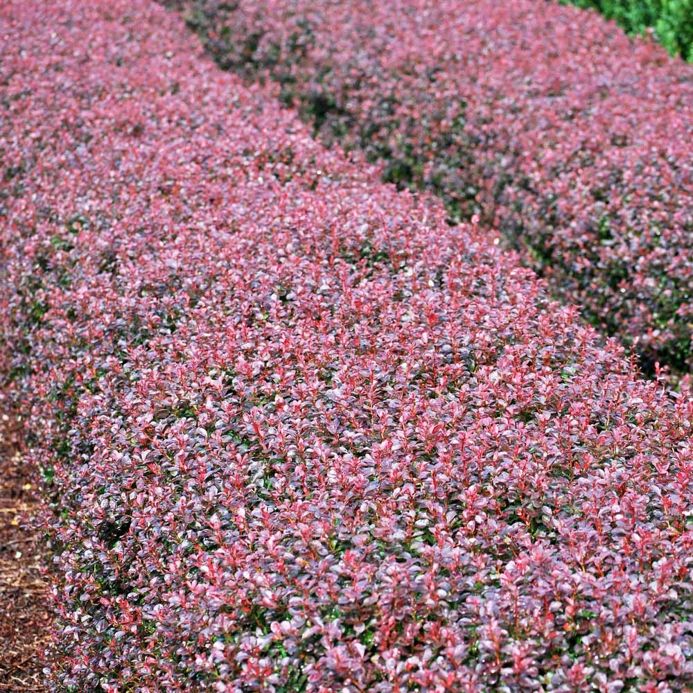 Brighter Blooms Crimson Pygmy Barberry Shrub Shrubs & Hedges 2 Brighter Blooms Crimson Pygmy Barberry Shrub Shrubs & Hedges