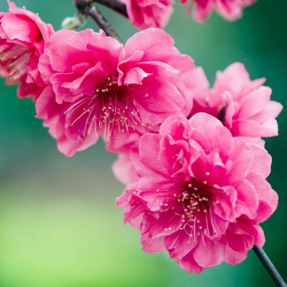 Brighter Blooms Crimson Cascade Weeping Peach Tree 3 Brighter Blooms Crimson Cascade Weeping Peach Tree