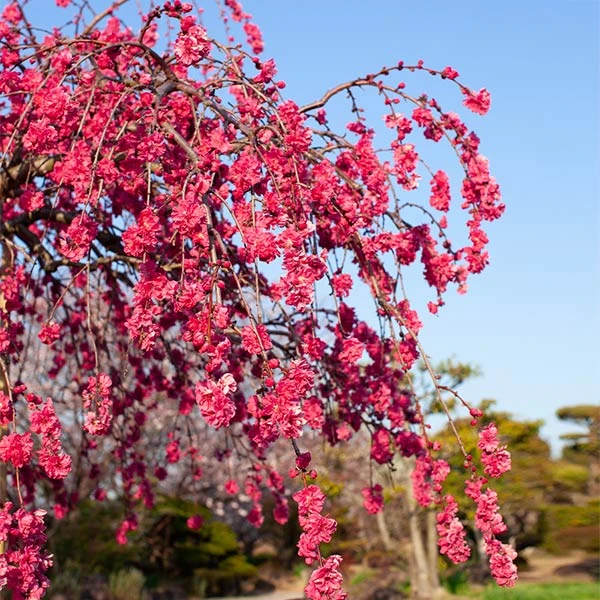 Brighter Blooms Crimson Cascade Weeping Peach Tree 1 Brighter Blooms Crimson Cascade Weeping Peach Tree