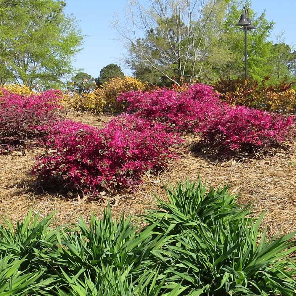 Brighter Blooms Crimson Fire™ Loropetalum 2 Brighter Blooms Crimson Fire™ Loropetalum