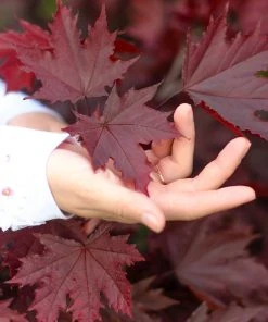 Brighter Blooms Crimson King Maple Tree Shade Trees