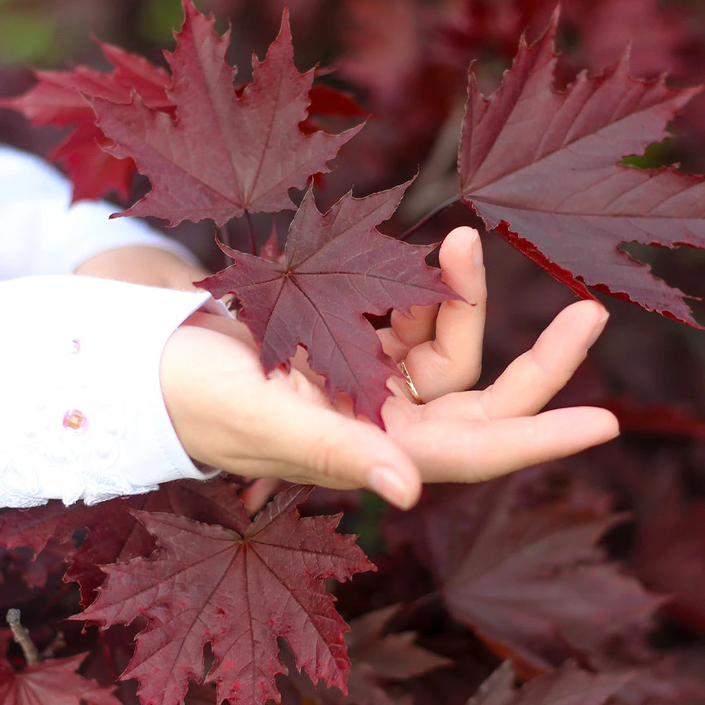 Brighter Blooms Crimson King Maple Tree Shade Trees 2 Brighter Blooms Crimson King Maple Tree Shade Trees