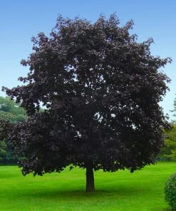Brighter Blooms Crimson King Maple Tree Shade Trees 8 Brighter Blooms Crimson King Maple Tree Shade Trees