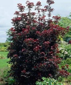 Brighter Blooms Shade Trees Crimson Sentry Norway Maple Tree