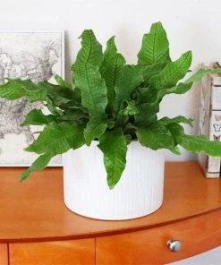 Brighter Blooms Crocodile Fern Ferns