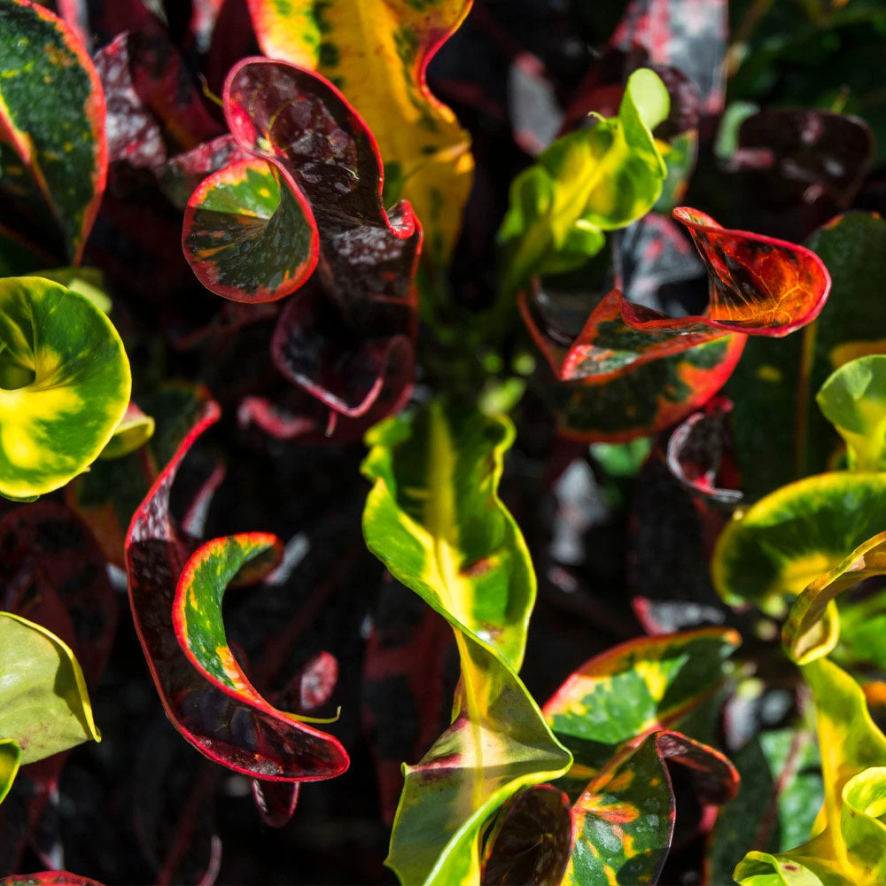 Brighter Blooms House & Patio Mammy' Croton Plant 3 Brighter Blooms House & Patio Mammy' Croton Plant