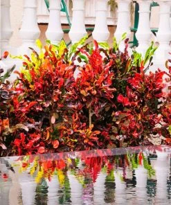 Brighter Blooms House & Patio Mammy' Croton Plant 15 Brighter Blooms House & Patio Mammy' Croton Plant